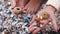 Sea shells, beach and travel with a woman on vacation or holiday while collecting mollusks. Closeup hands of a female