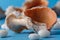 Sea shells on blue, vacaton concept on plain background