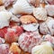 Sea shells and clams closeup