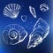 Sea shells decorative icons
