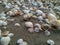 Sea Shells form a trail on the sand at caspian beach, Iran, Gilan