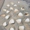 Sea shells inbeded in cement