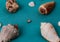 Sea shells laid out on a trendy aqua blue background with an empty place for text