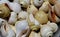 Sea shells of a large predatory sea snail,