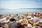 Sea shells lie on the seashore. Clear day