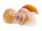 Sea shells of marine snails isolated on white background