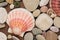 sea shells and pebbles