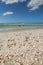 Sea Shells and Pelicans on Sandy Clam Pass Beach, Naples, Florida, USA