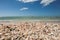 Sea Shells and Pelicans on Sandy Clam Pass Beach, Naples, Florida, USA