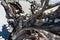 Sea Shells Placed on The Roots of a Ghost Tree on Lovers Key Beach