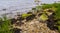 Sea shells, rocks seaweeds, and grass on the seashore in Historic Blithewold Mansion, Gardens & Arboretum