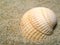 Sea shells at sand