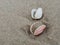 Sea shells on sand backgroud, copy space for the text, Jurmala, Latvia, Baltic sea, Europe