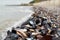 Sea shells on sand, copy space. Summer beach background