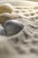 sea shells in the sand, macro shallow depth of field