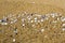 Sea Shells on a Sandy Shoreline