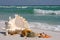 Sea Shells, Sea Star and Sea Urchin on beach