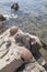 Sea shells and sea urchins, on the rock on sea coast