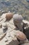 Sea shells and sea urchins, on the rock on sea coast