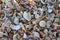 Sea shells on the seashore collected by vacationers.