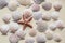 Sea shells and starfish on neutral background.