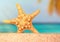 Sea shells starfish on tropical sand turquoise caribbean summer vacation travel