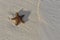 Sea shells starfish on tropical sand turquoise caribbean summer vacation travel icon