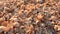 Sea shells on sunny sand beach. closeup macro nature