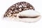 Sea shells of tiger cowry isolated on white background.