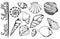 Sea shells vector monochrome isolated line art set