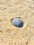 Sea shells washed up on sandy beach. USA, New York.