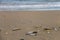 Sea shells on wet sand. Summer North sea. Zandvoort, the Nethe