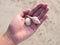 Sea shells in woman hand over sand beach. Do not take shells back home. It`s home of Hermit crab. Natural conserve concept