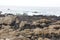 Sea Shore along China Rock, 17 Mile Drive, California, USA