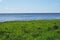 Sea shore. horizon line. green grass. overgrown coast. water surface