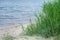 Sea shore with reeds. Green stems and leaves of reeds on the san