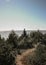 The sea shore with a rocky walking path surrounded by coniferous forest. in the background you can see the sea with blue skies and