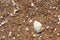 Sea shore sand covered with many shells