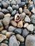 Sea shore. Sea pebbles and seashells. Vertical photo.