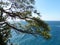 Sea, skala and pine trees. Cape AI-Todor. Crimean landscape. The area of the village Gaspra, part of the big Yalta