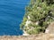 Sea, skala and pine trees. Cape AI-Todor. Crimean landscape. The area of the village Gaspra, part of the big Yalta