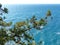 Sea, skala and pine trees. Cape AI-Todor. Crimean landscape. The area of the village Gaspra, part of the big Yalta
