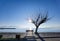 Sea sky deep blue in winter sunny day bench chairs by the beach tree in menidi  near to arta city greece