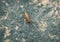 Sea slater (sea louse) on stone background