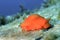 Sea Slug, Cabo Cope-Puntas del Calnegre Natural Park, Spain