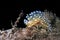 Sea Slug, Crested Aeolis, Cabo Cope-Puntas del Calnegre Natural Park, Spain