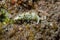 Sea Slug Elysia ornata