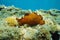 Sea slug mottled sea hare Aplysia fasciata