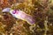 Sea Slug, Nudibranch, Cabo Cope Puntas del Calnegre Natural Park, Spain