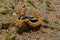 Sea slug in the Red Sea